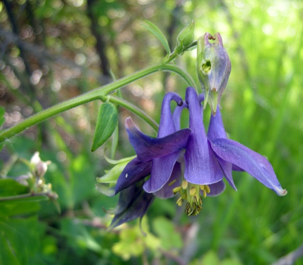 aquilegia vulgaris